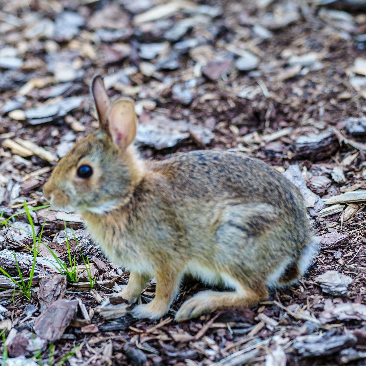 Bunny